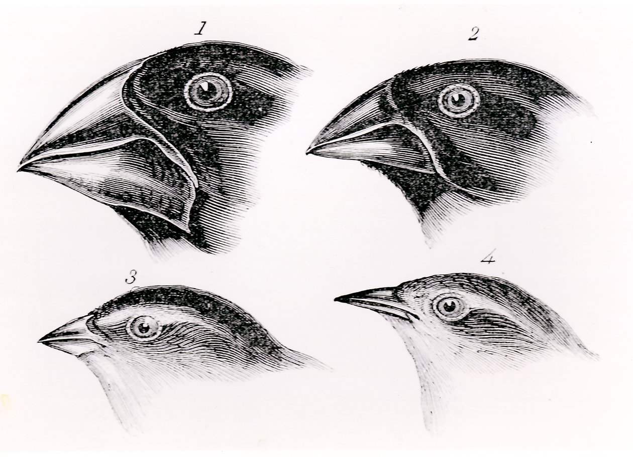 Observações de aves de Darwin de English School