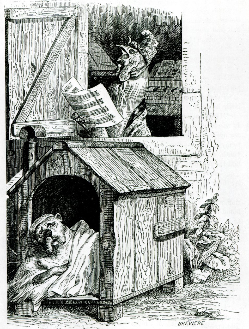 Cachorro dormindo e cantando galo, da &39;Vida Pública e Privada dos Animais&39; de J. Thomson de English School