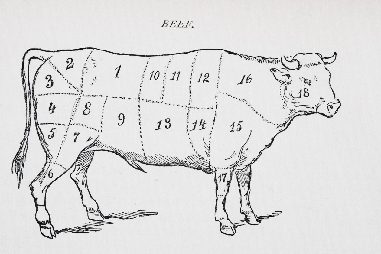 Desenho de um boi marcado para mostrar dezoito diferentes cortes de carne de English School