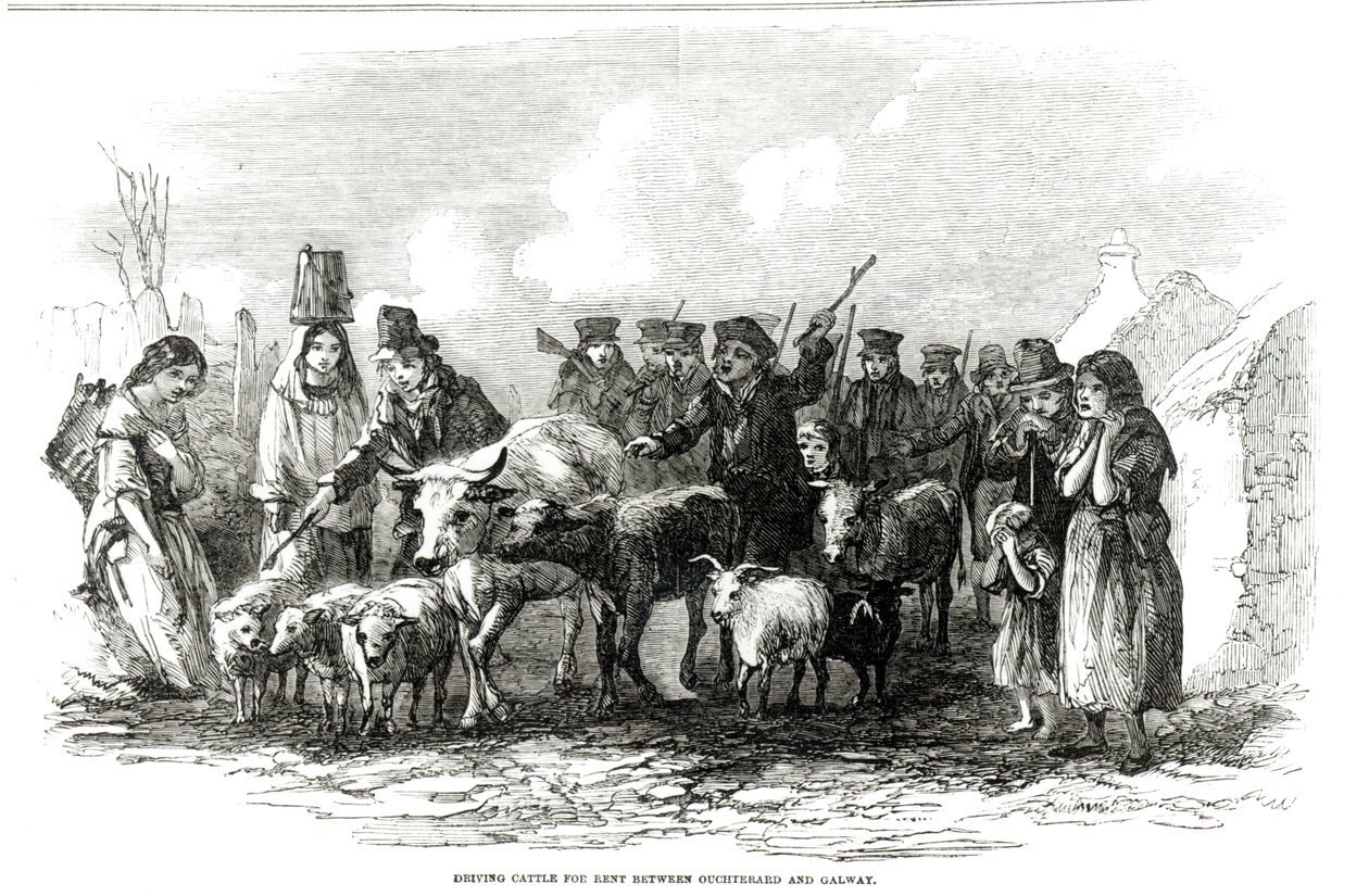 Condução de gado para alugar entre Ouchterard e Galway, de &39;The Illustrated London News&39;, 29 de dezembro de 1849 de English School