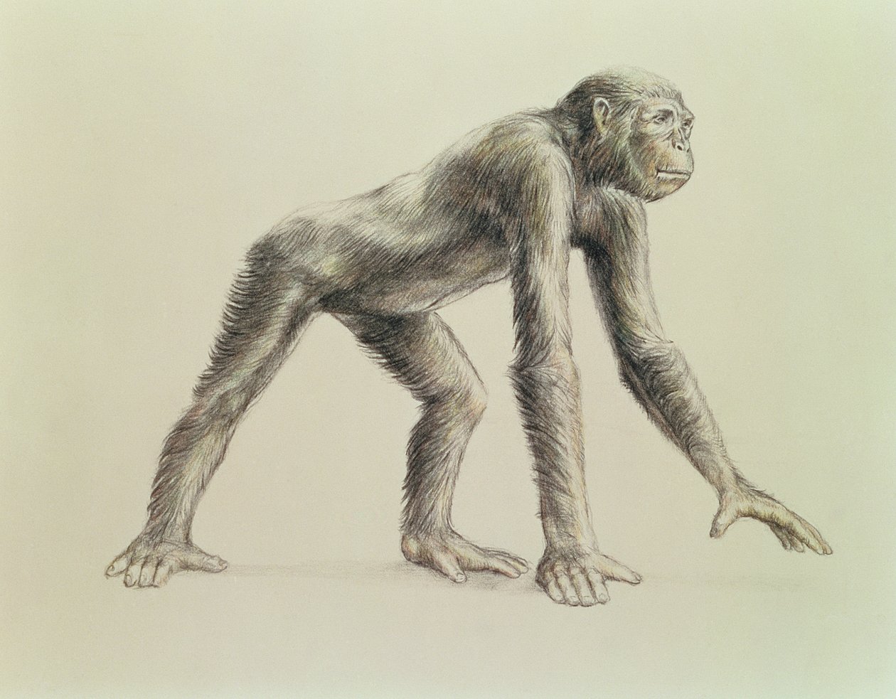 Dryopithecus africano de English School