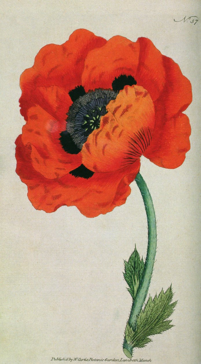 Papoula Oriental (Papaver orientale), prato 57 de William Curtis A Revista Botânica (ou Jardim de Flores Exibido), pub. 1787 de English School