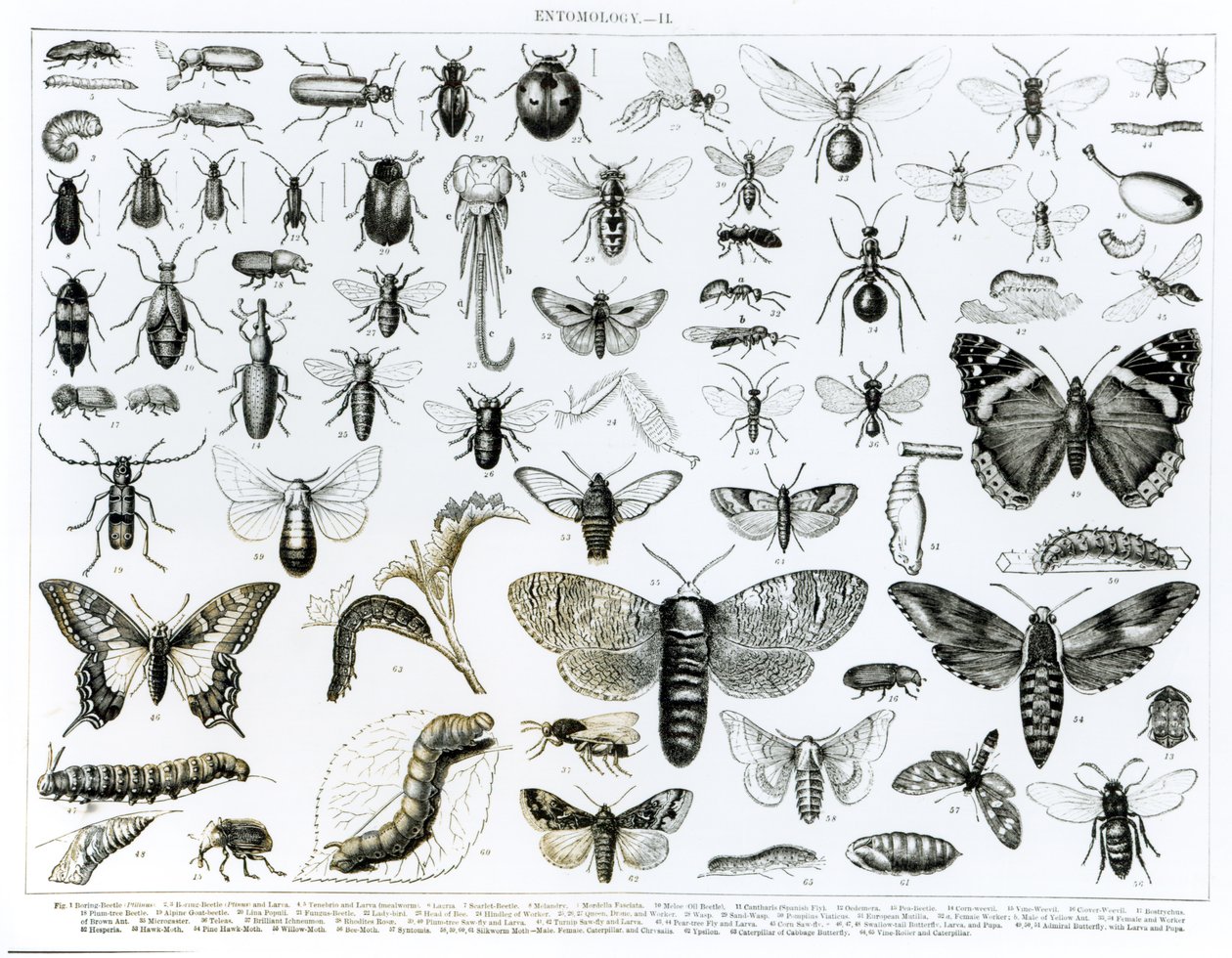 Entomologia de English School
