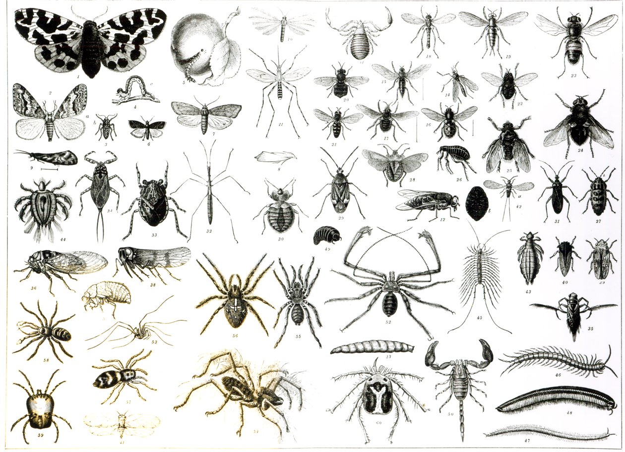 Entomologia, Myriapoda e Arachnida de English School