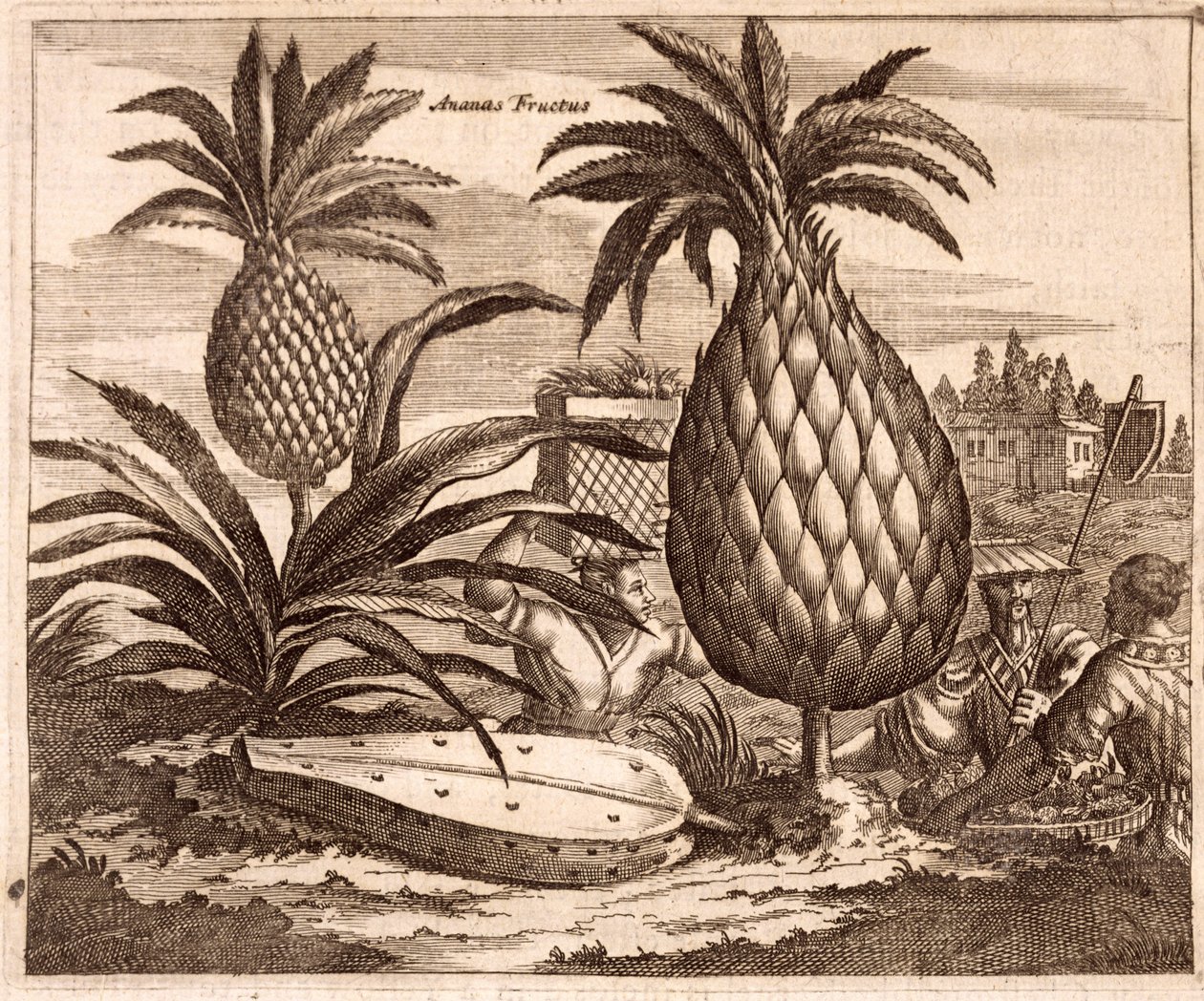 Abacaxis de agricultura grande, ilustração de uma descrição de embaixadas para a China, 1690 de English School