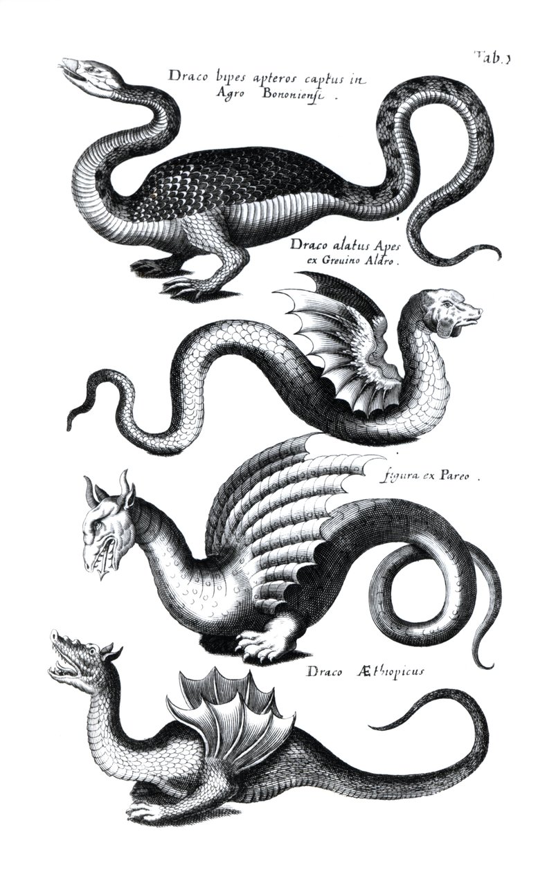Quatro tipos de dragão de English School
