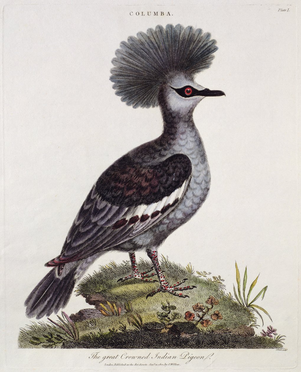 Grande Pombo Indiano-de-crista de English School