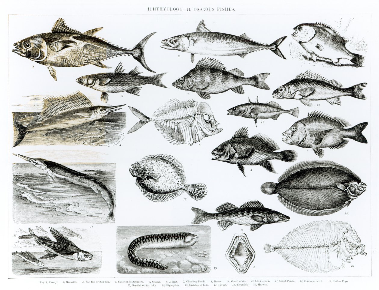 Ictiologia Peixes Osseos de English School