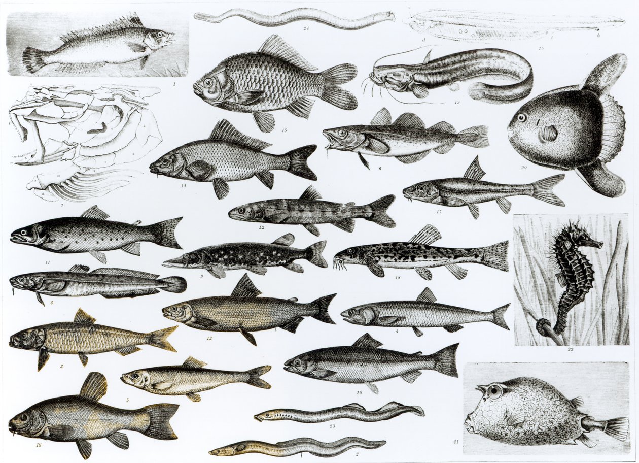 Ictiologia, peixes ósseos, marisipobrânquios de English School