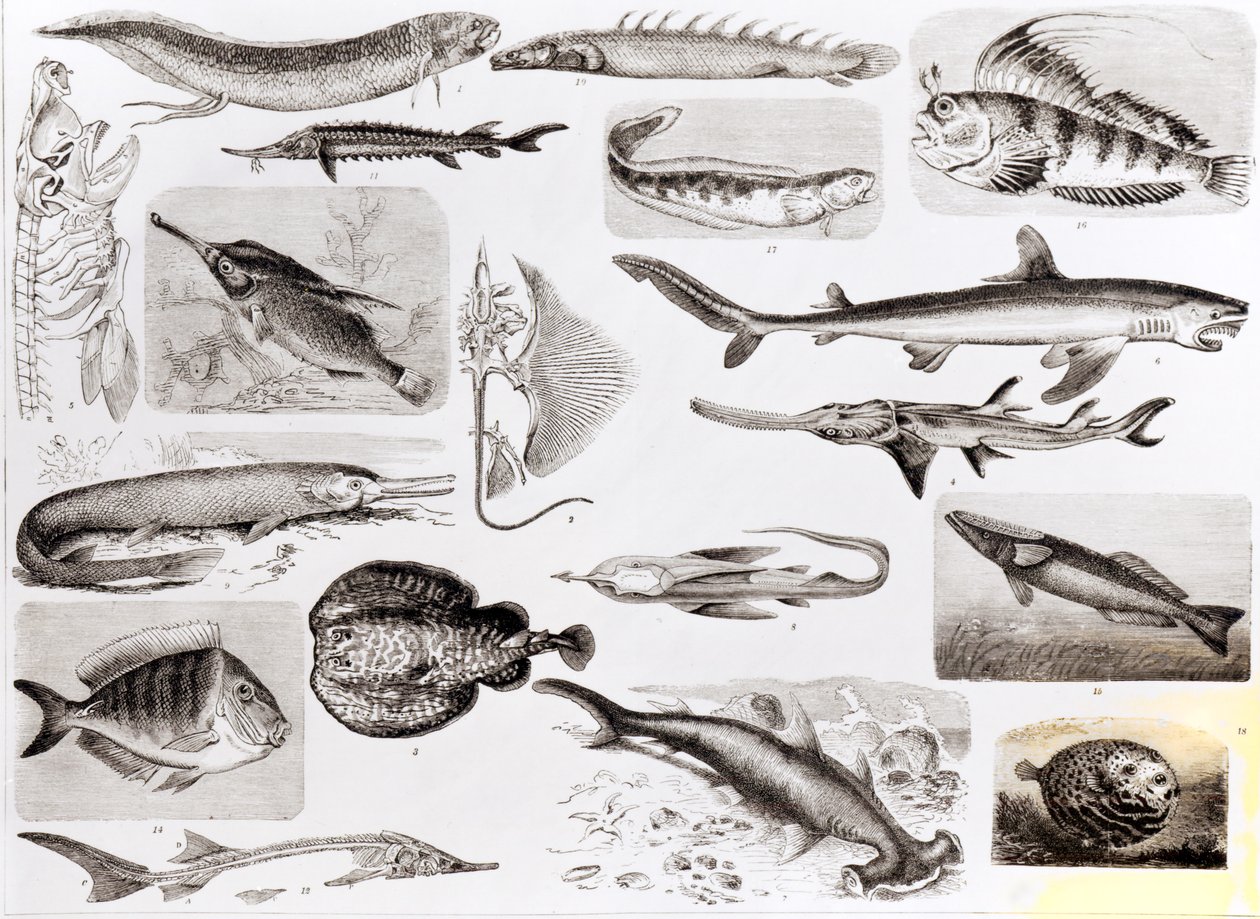Ictiologia - Elasmobrânquios, Ganoides e Peixes Ósseas de English School