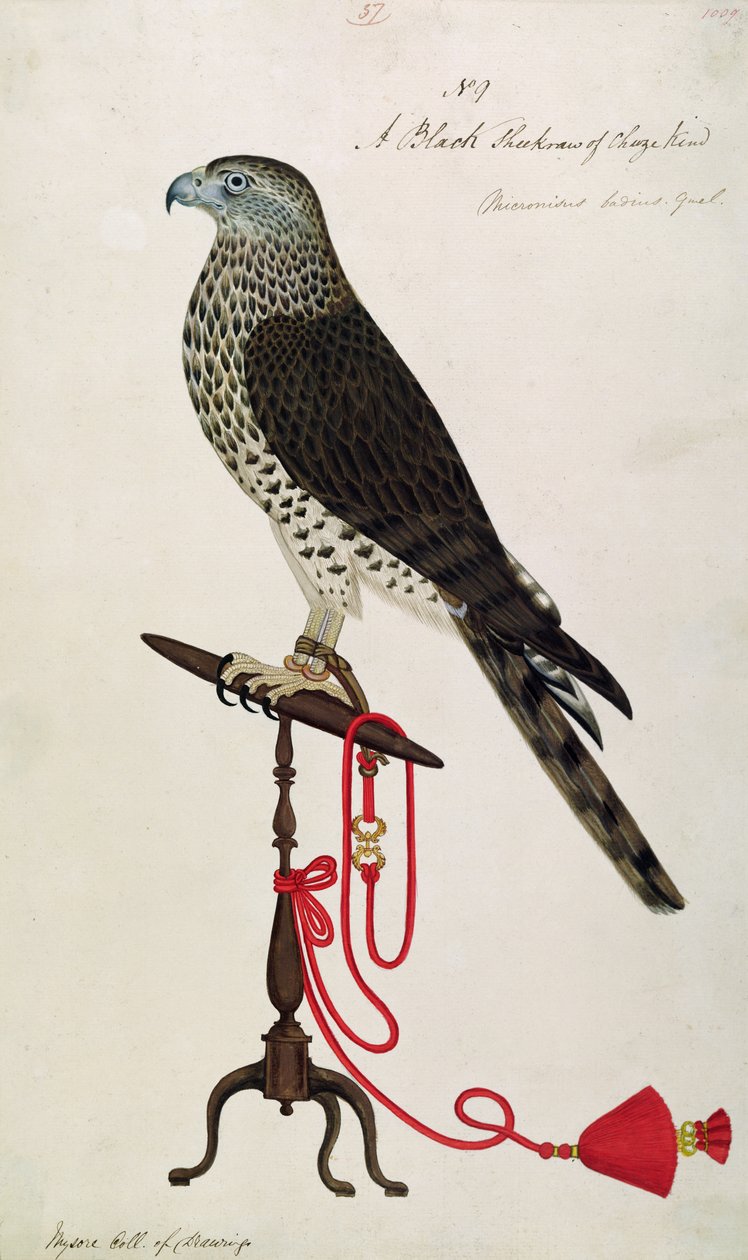 Indian Sparrow Hawk (caneta e tinta e papel higiênico) de English School