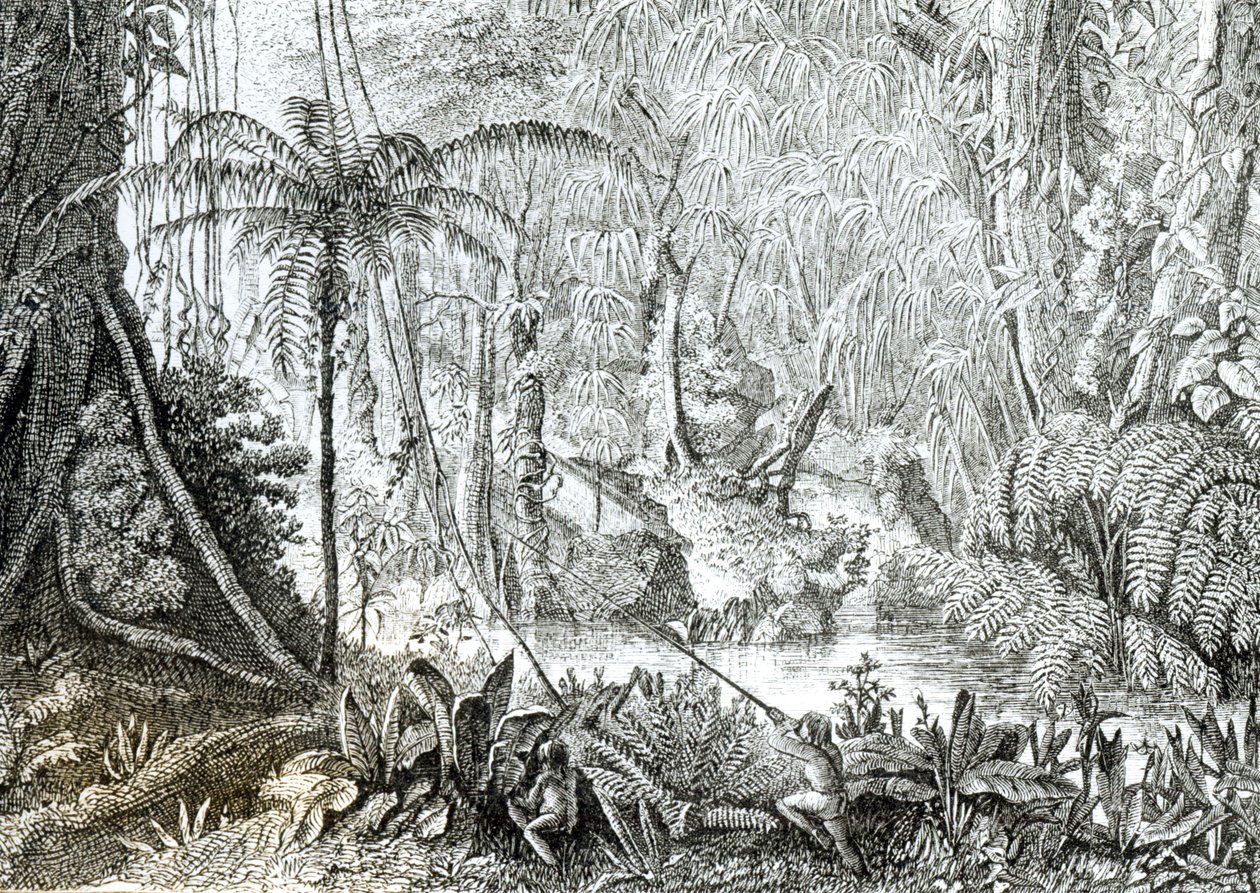 Interior de uma floresta primitiva nas Amazonas de English School