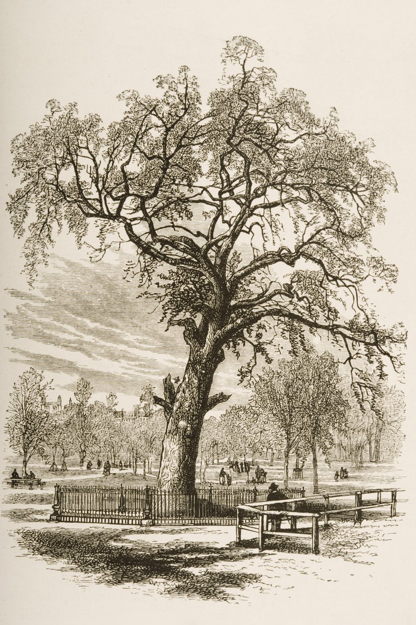Liberty Tree, Boston Common, em c.1870, de &39;American Pictures&39; publicado pela Religious Tract Society, 1876 de English School