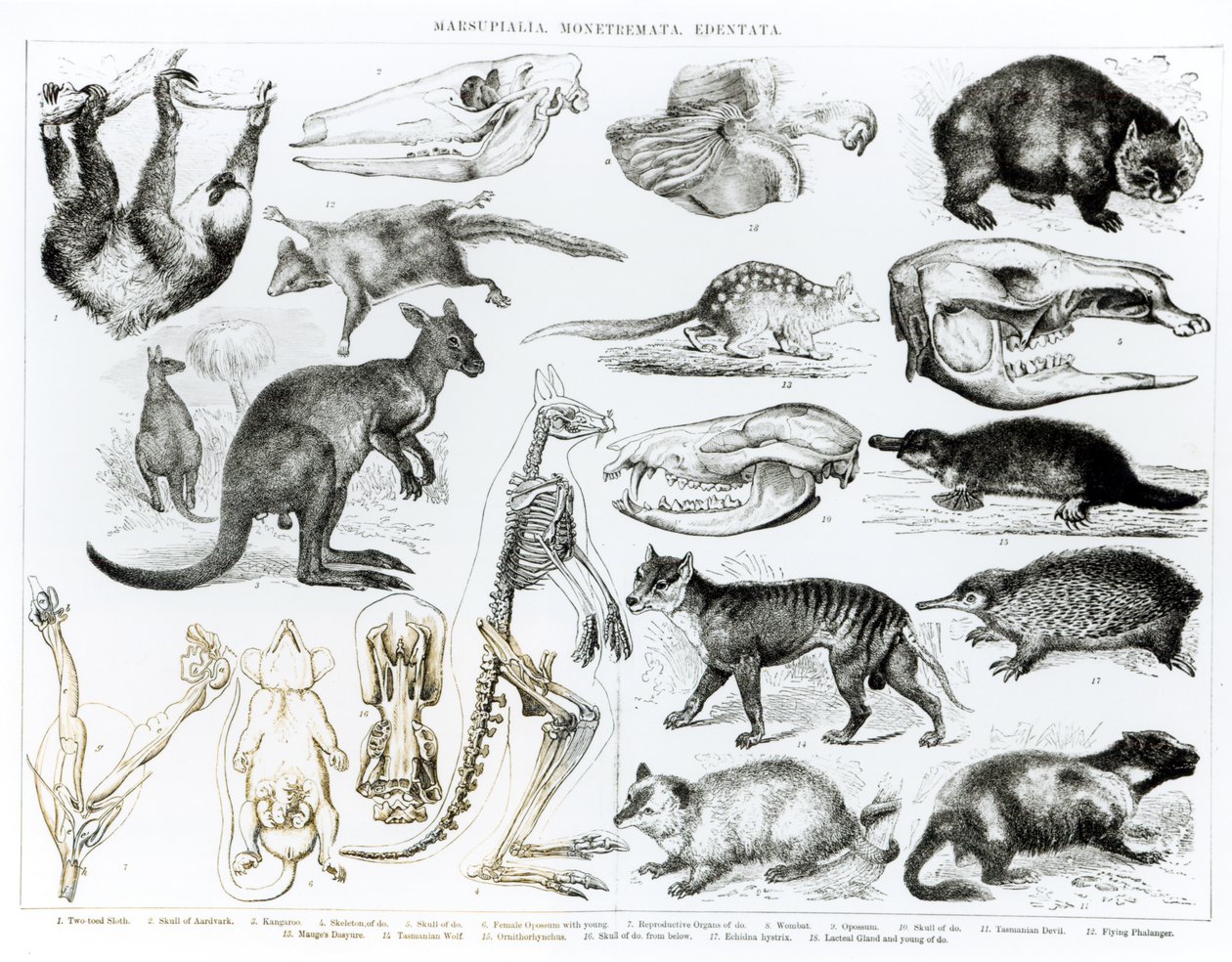 Marsupialia, Monetremata, Edentata de English School