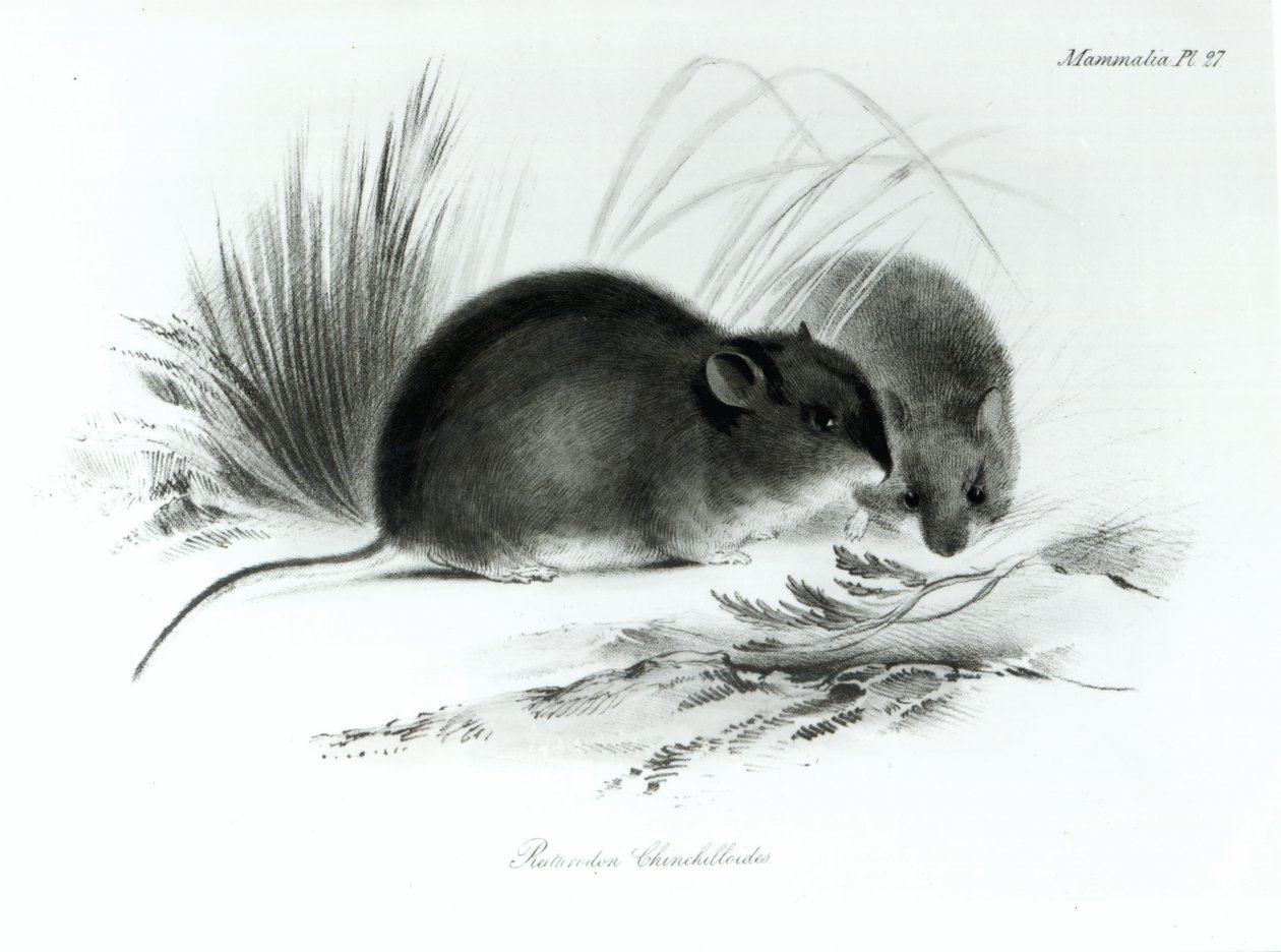 Rato, Terra do Fogo, América do Sul c.1832-36 de English School