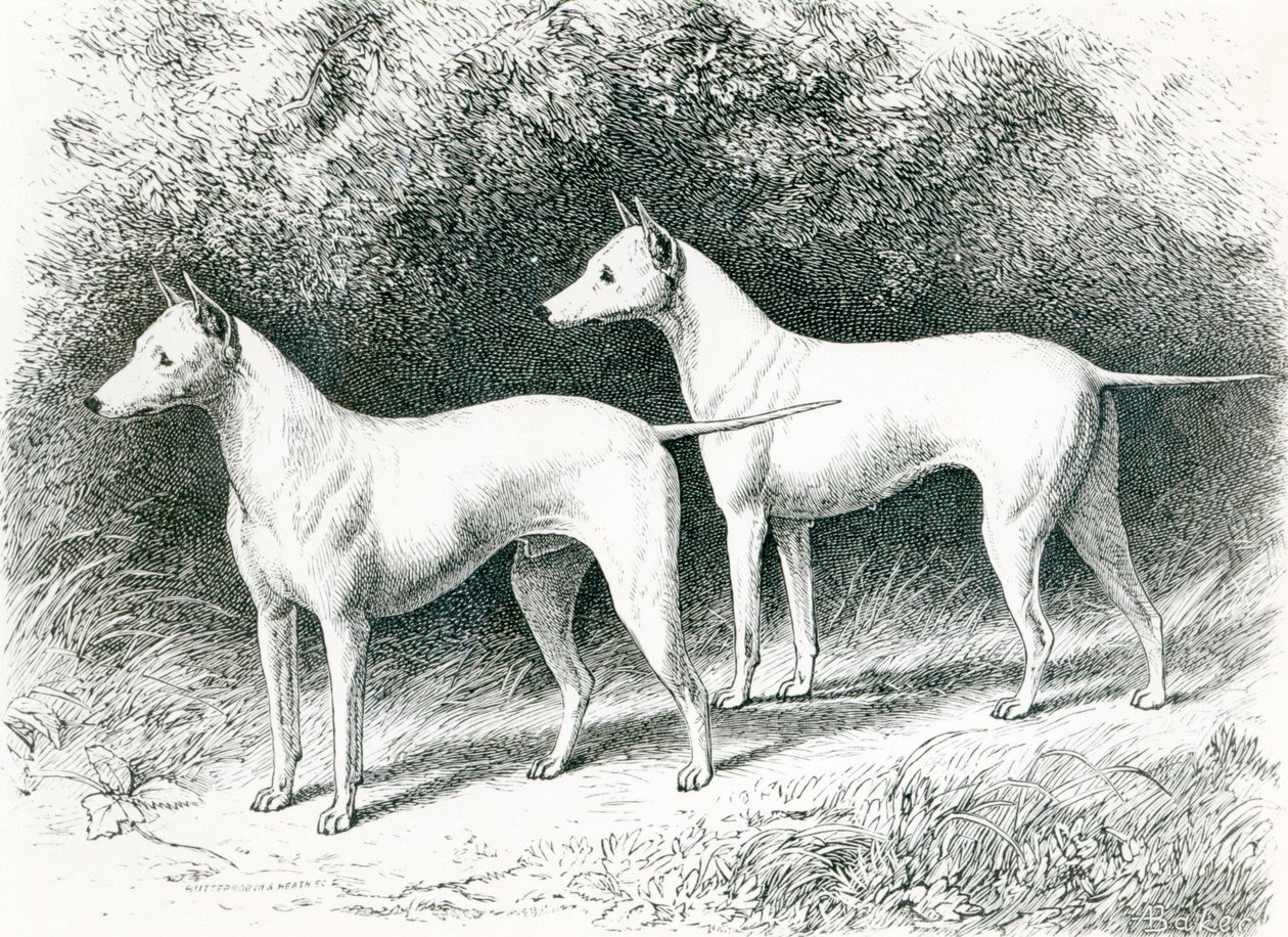 White Sylvio &39;e&39; Sylph &39;de Vero Shaw White English Terriers de English School