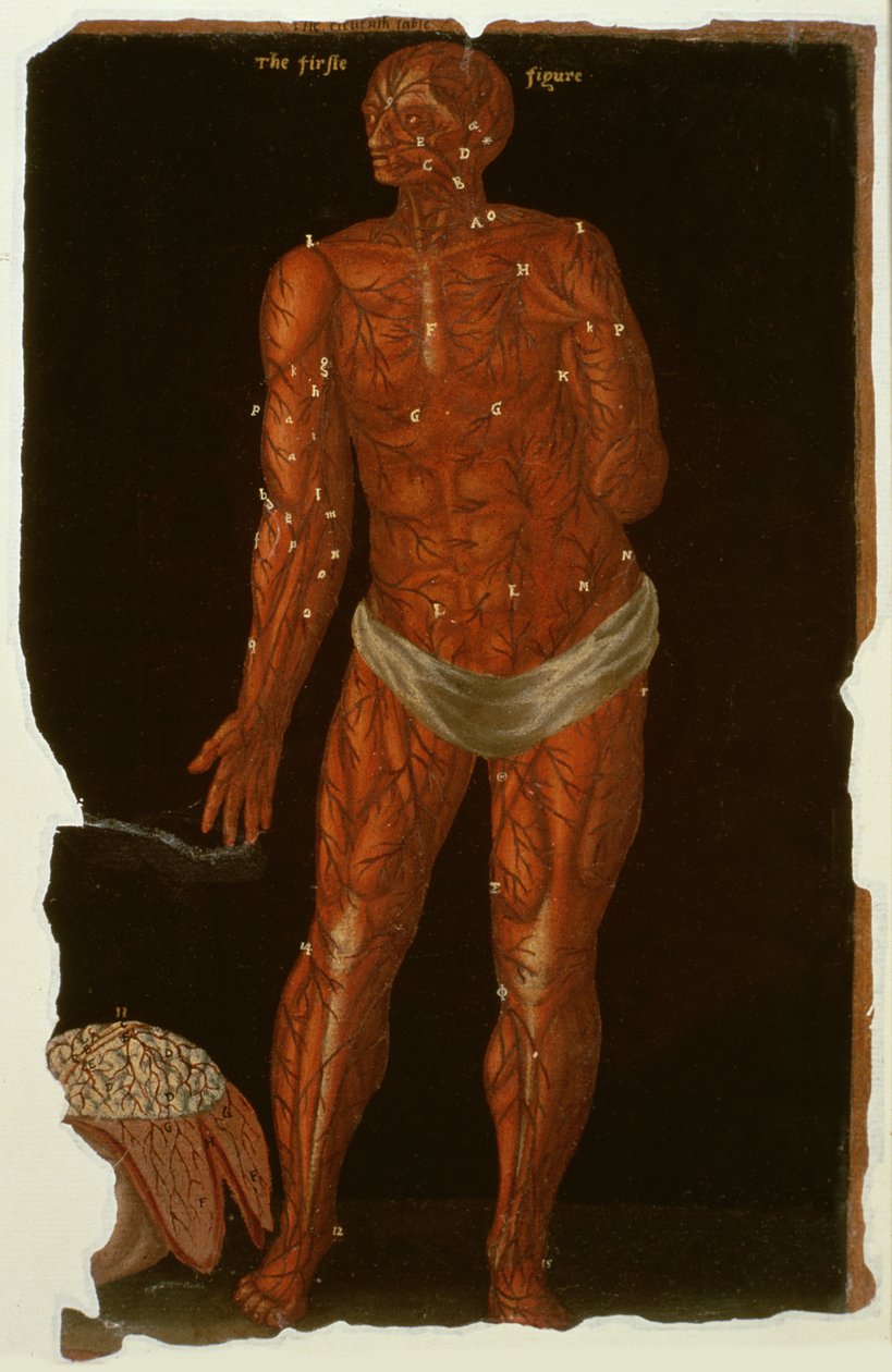 Ms Hunter 364 Tabela XI Dissecção, de Anatomical Tables, por John Banister (1540-1610) (óleo sobre papel pardo) de English School