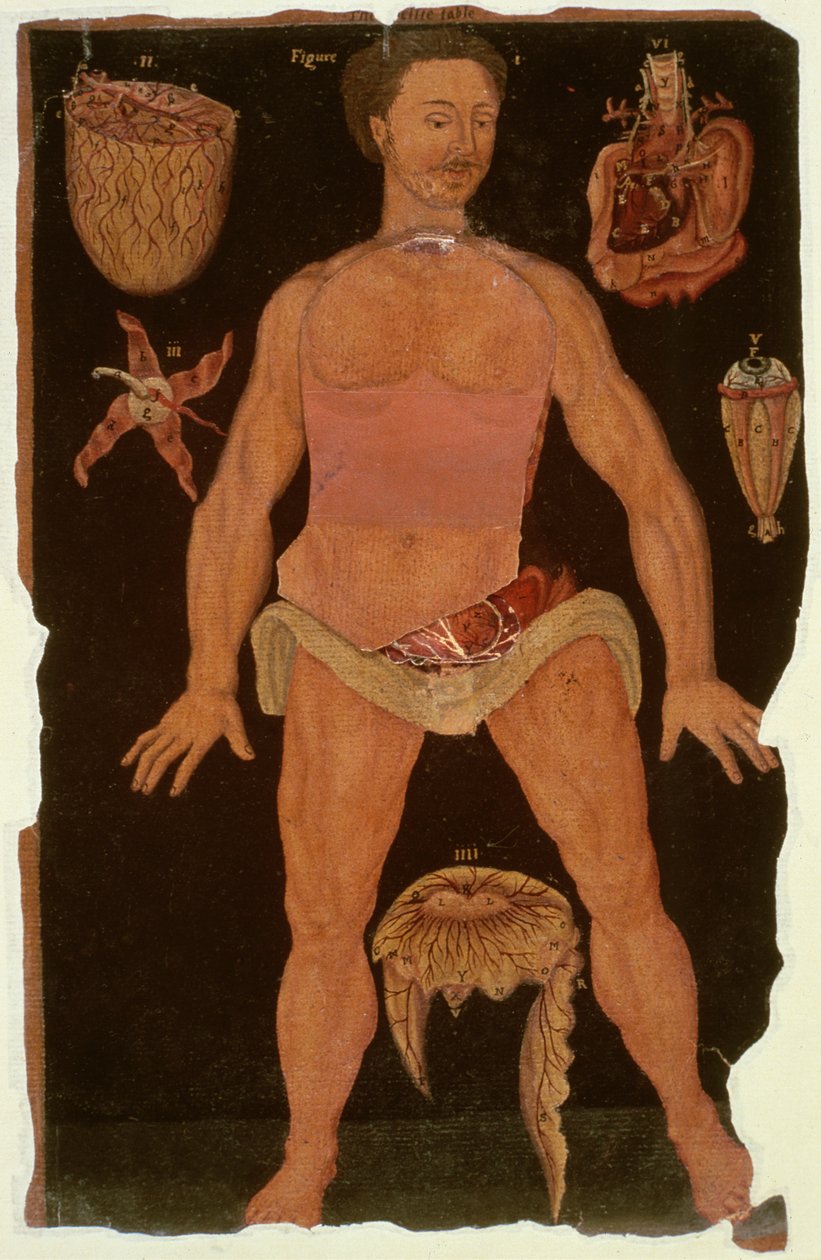 Ms Hunter 364 Tabela XII Dissecação (estado fechado) de Anatomical Tables, por John Banister (1540-1610) (óleo sobre papel pardo) de English School