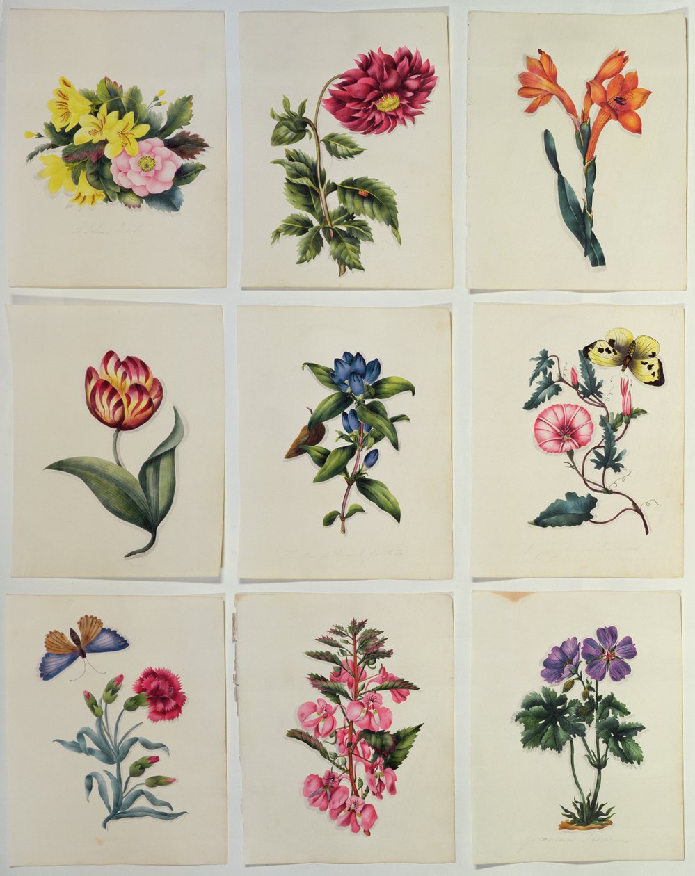 Nove Placas De Flores (wc) de English School