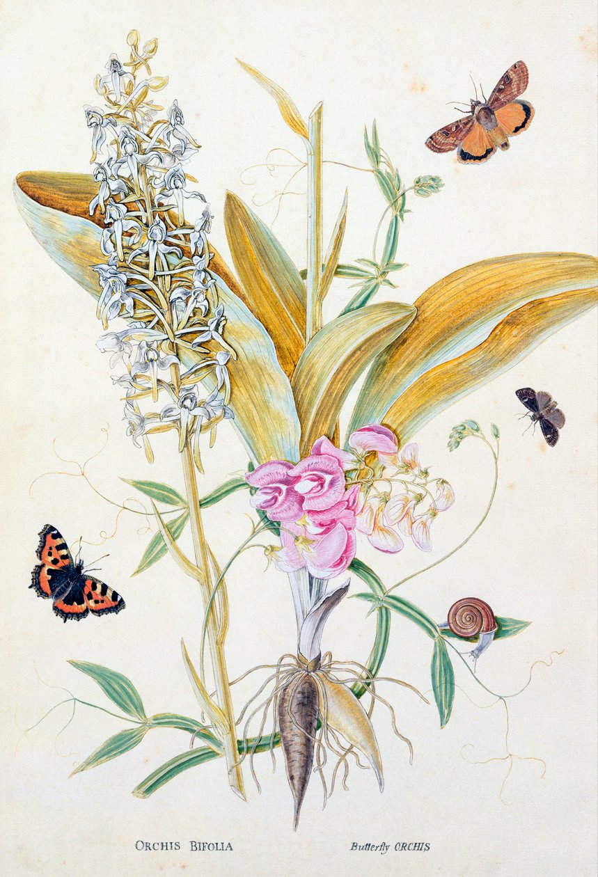 Orquídea: Bifolia (Butterfly Orchid), impressão, c.1860 de English School