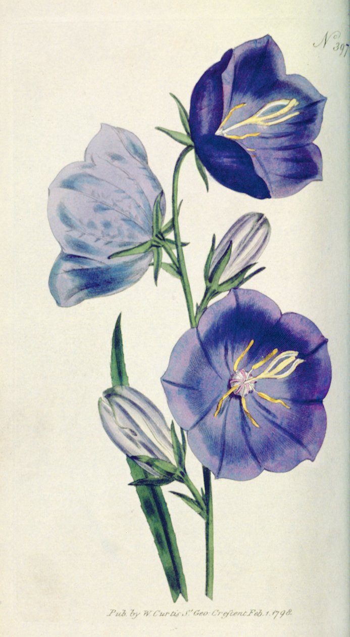 Bellflower ou Campanula da cor de pêssego (Campanula persicifolia var. Maxima), placa 397 de William Curtis A revista botânica (ou o jardim de flor indicado), bar. 1792 de English School