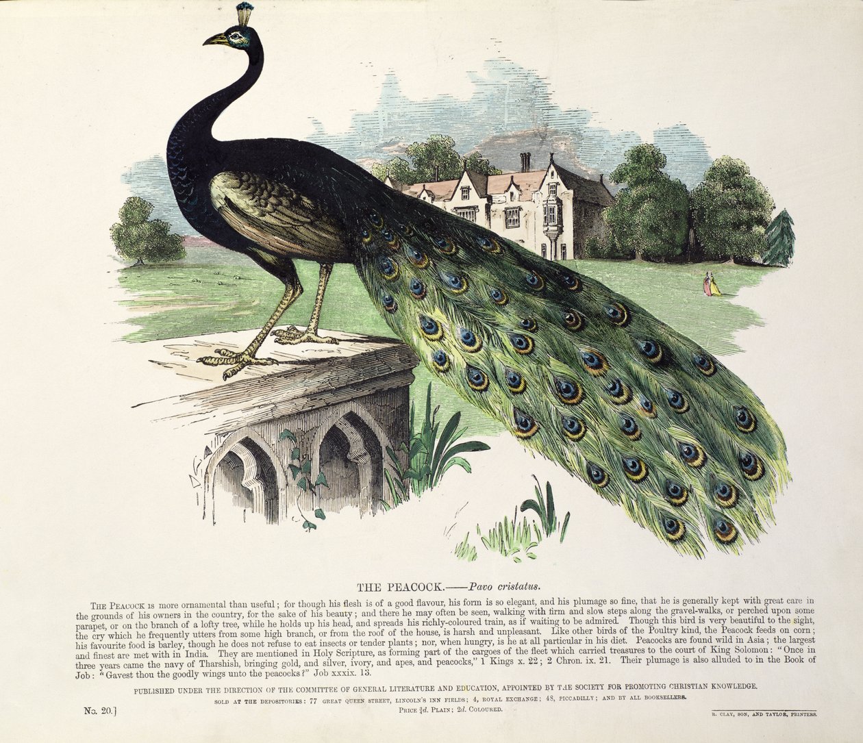 Pavão (Pavo Cristatus) de English School