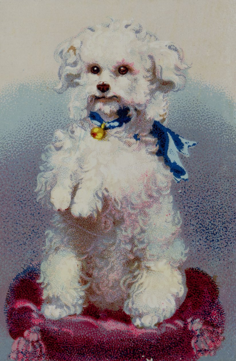 Poodle com fita azul de English School