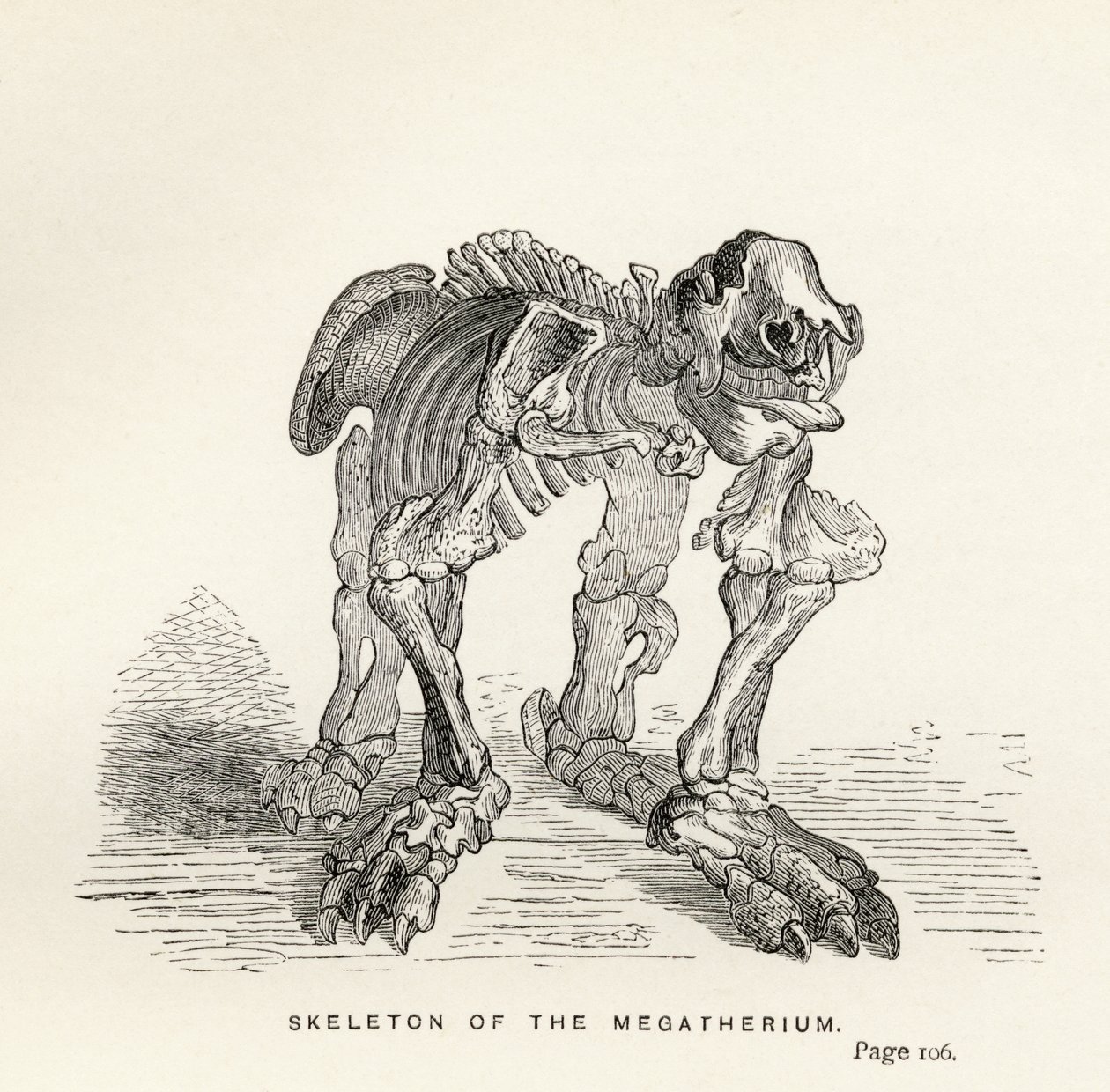 Skeleton of the Megatherium, de &39;Journal of Researches&39;, de Charles Darwin (1809-82), publicado em Londres, 1890 de English School