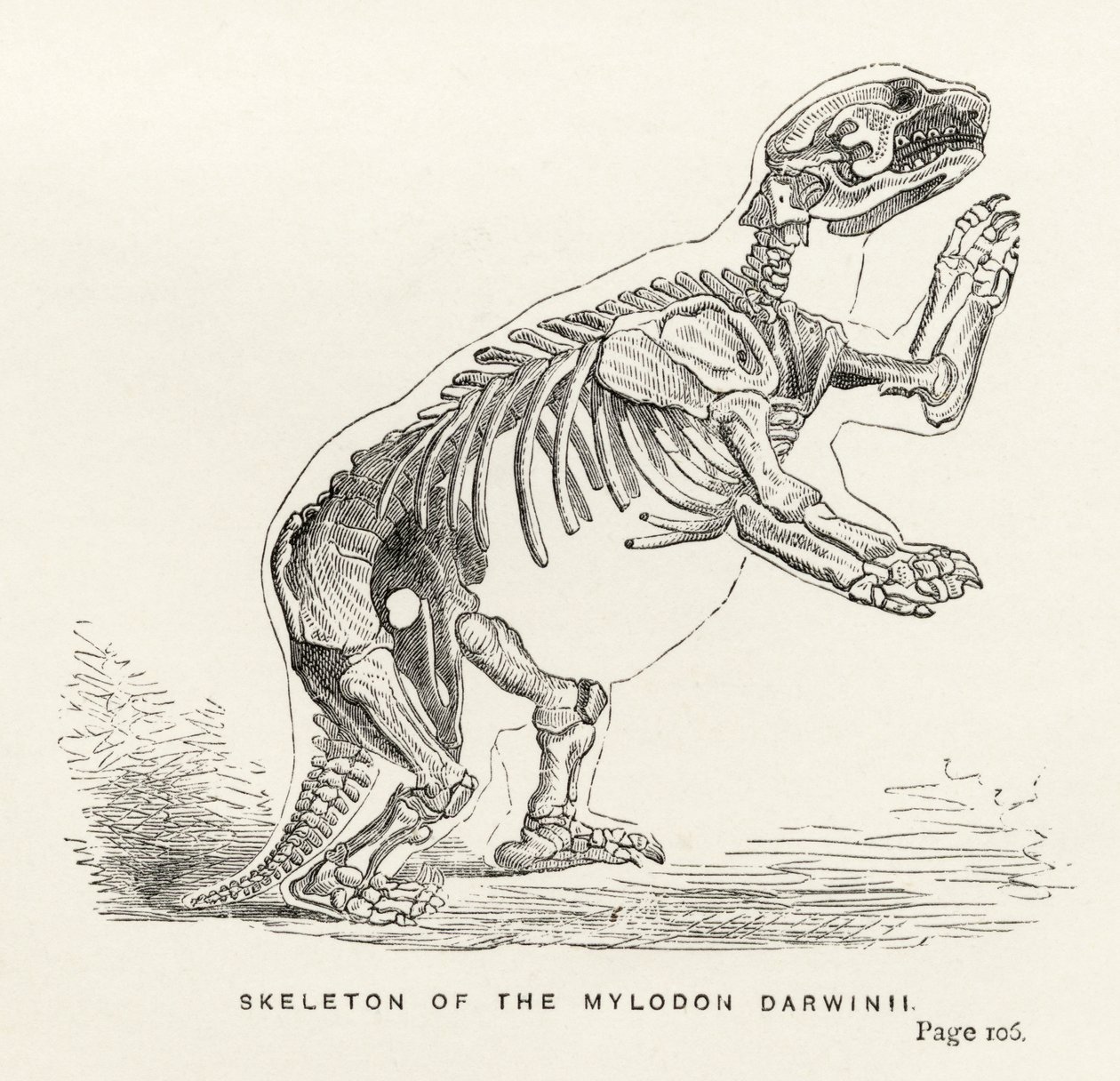 Esqueleto do Mylodon Darwinii, de &39;Journal of Researches&39;, de Charles Darwin (1809-82), publicado em Londres, 1890 de English School
