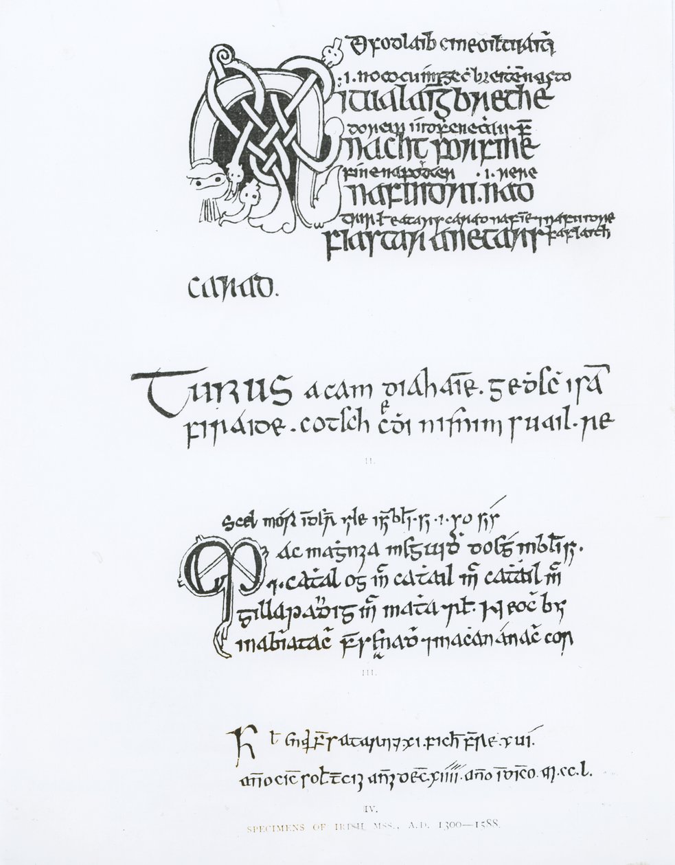 Espécimes de Manuscritos Irlandeses, c.1300-1588 de English School