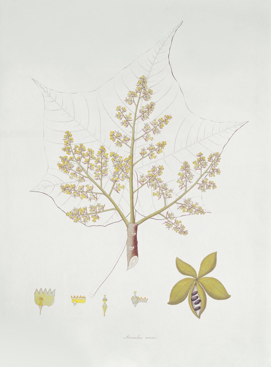 Sterculia Urens (gravura a cores) de English School