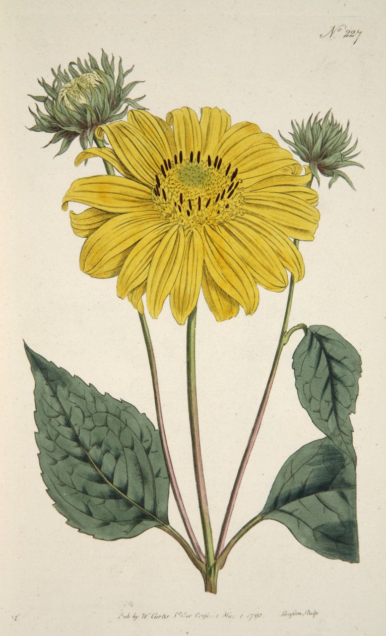Girassol, do Magzaine Botânico ou Jardim de Flores Exibido, pub. 1796 (gravura colorida à mão) de English School