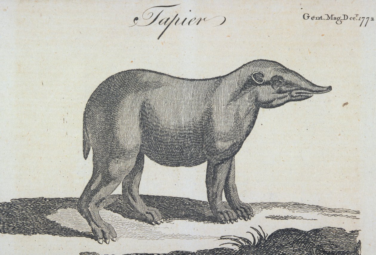 Tapir, de &39;The Gentleman&39;s Magazine&39;, publicado em dezembro de 1772 de English School