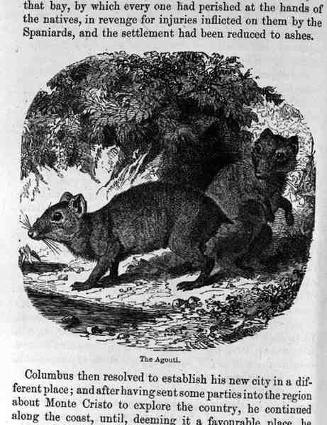 O Agouti, de Santo Domingo passado e presente por Samuel Hazard, pub. 1873 de English School