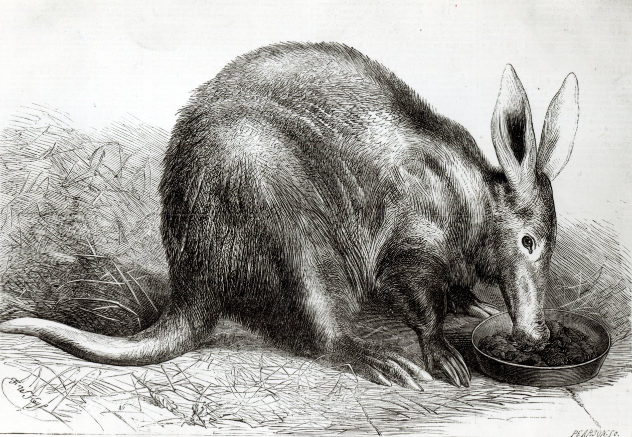 O Cape Ant-Eater nos Jardins da Sociedade Zoológica, Regents Park, do &39;The Illustrated London News&39;, gravado por Pearson, de English School