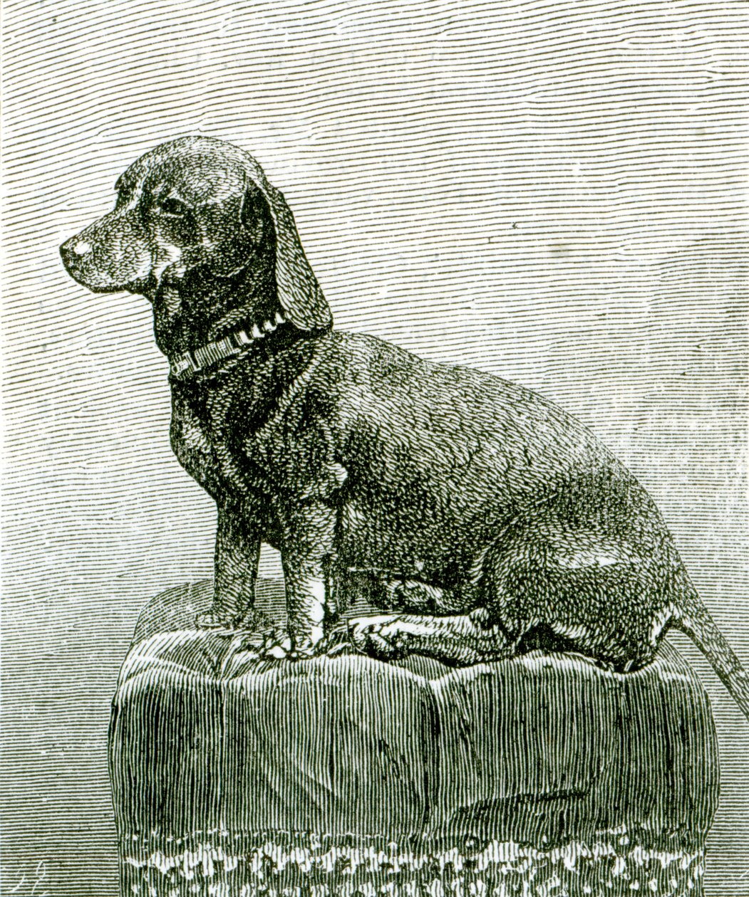 O Cão Jacob, de &39;The Illustrated London News&39;, 3 de novembro de 1883 de English School
