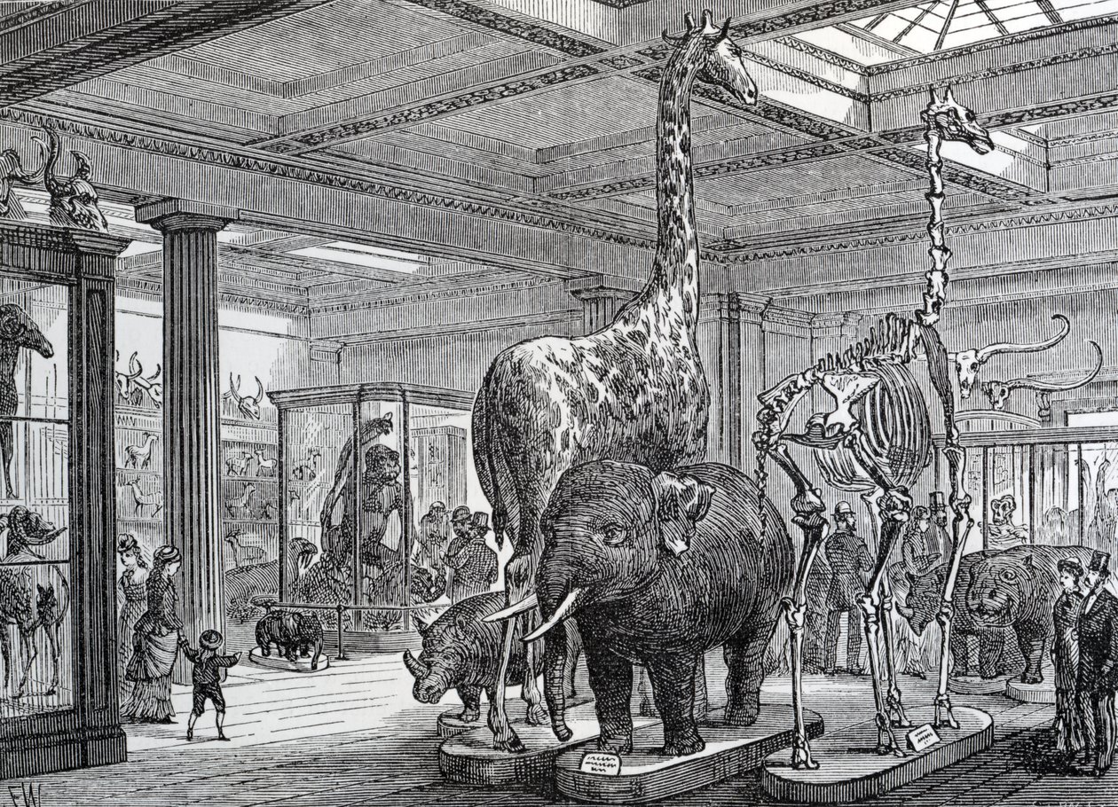 O Mammalia Saloon, ilustração de "Old and New London", de Edward Walford, publicado em 1878 de English School