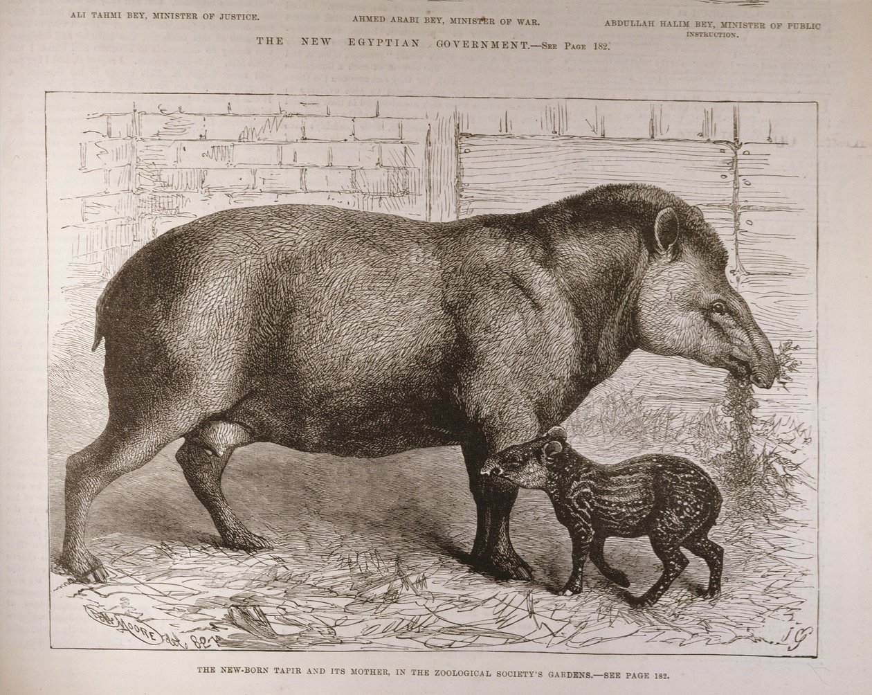 A Anta Recém-Nascida e Sua Mãe, nos Jardins da Sociedade Zoológica, de &39;The Illustrated London News&39;, 25 de fevereiro de 1882 de English School