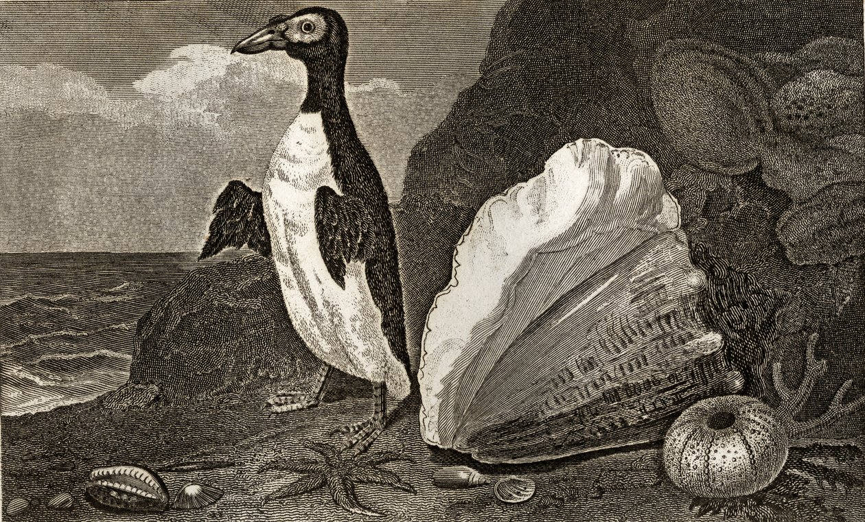 O pinguim com a concha e outras conchas e esponjas de English School