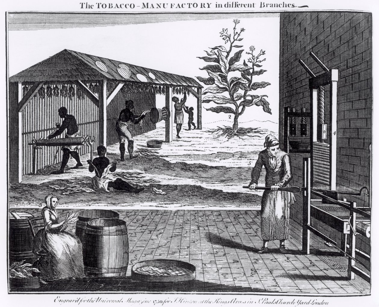 O Manufactory do tabaco nos ramos diferentes, gravado para o compartimento universal, 1750 (veja também 126979) de English School