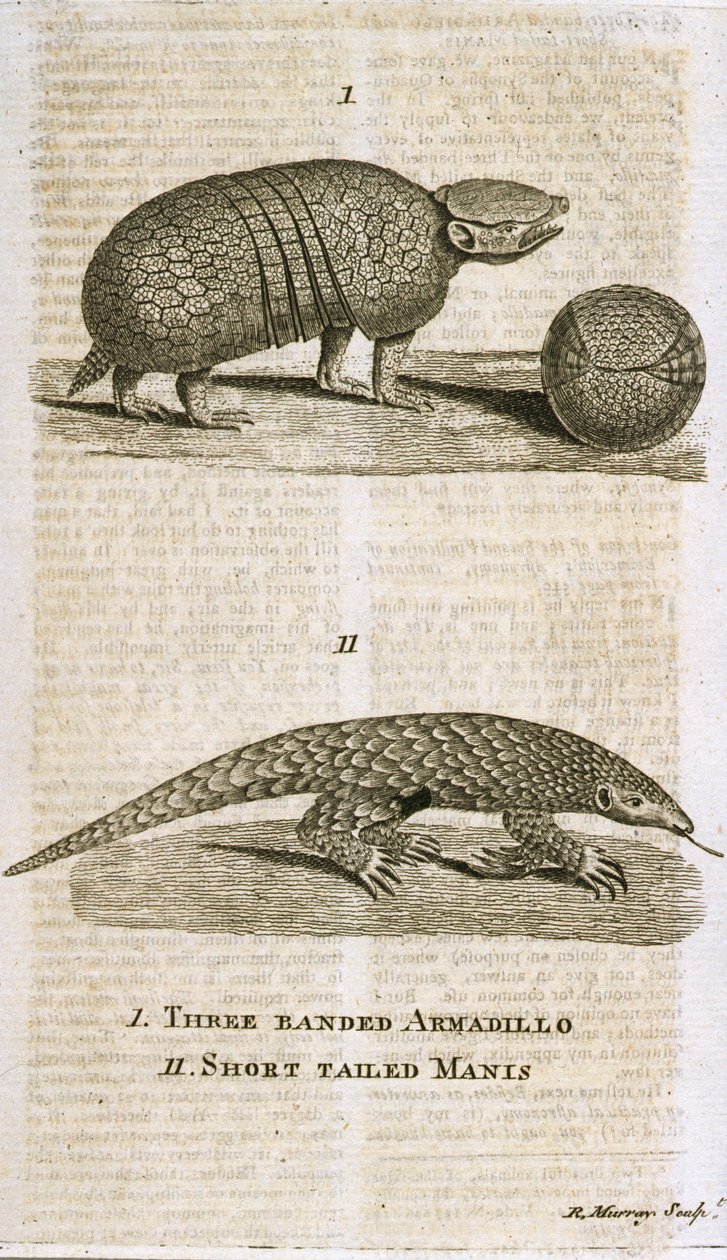 Tatu de três bandas e mantis de cauda curta, de &39;The Gentleman&39;s Magazine&39;, publicado em c.1773, gravado por R. Murray de English School