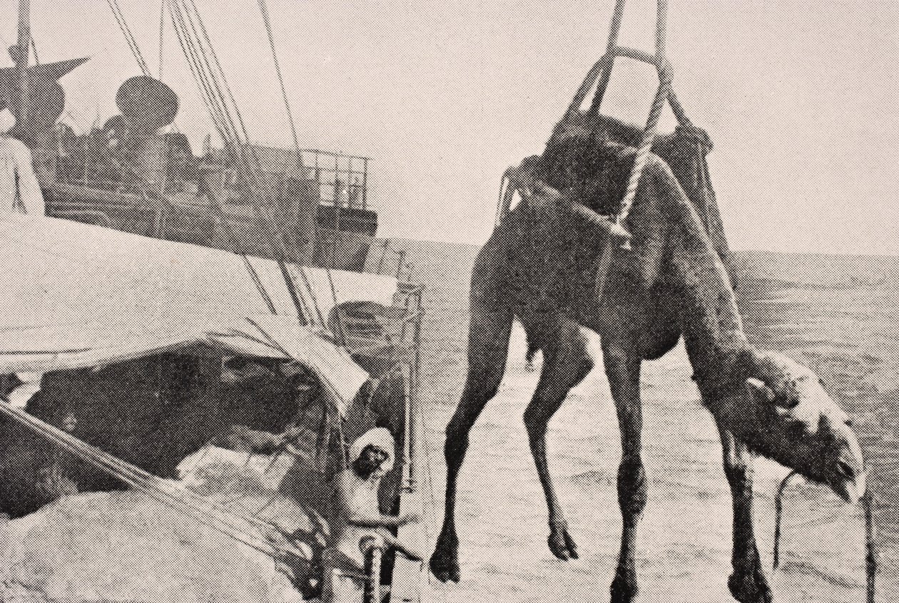 Transferência de camelo de navio para terra no Golfo Pérsico, 1915, de &39;The War Illustrated Album deLuxe&39;, publicado em Londres, 1916 de English School