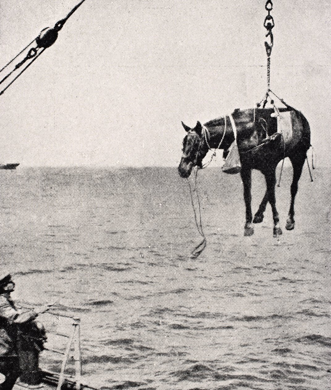 Transferência de cavalo de navio para terra no Golfo Pérsico, 1915, de &39;The War Illustrated Album deLuxe&39;, publicado em Londres, 1916 de English School