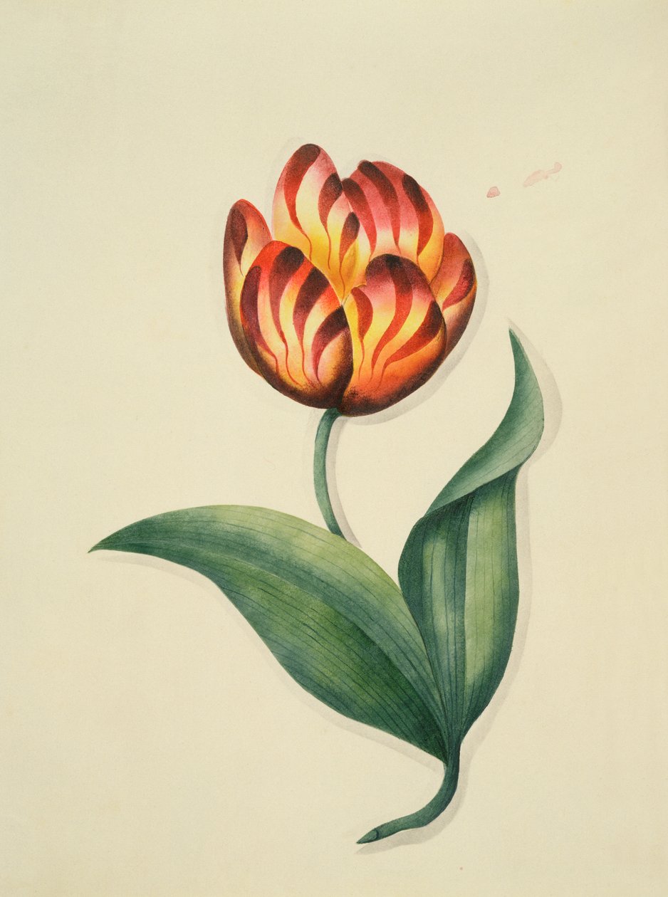 Tulipa, de &39;Flowers, um manuscrito botânico inglês, c.1840 (wc) de English School
