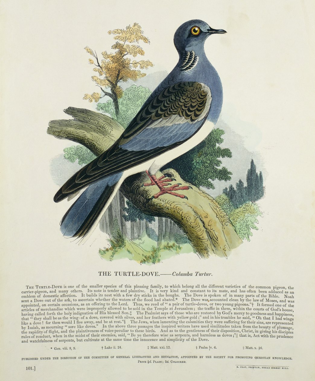 Tartaruga-pomba (Columba Turur) de English School