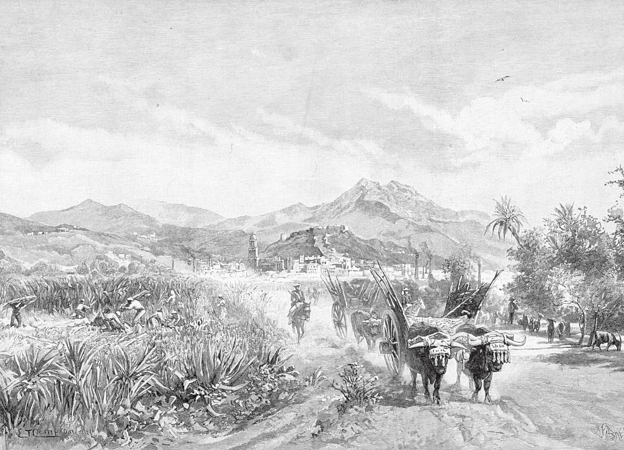 Vista dos campos de açúcar, Málaga, Espanha, do &39;The Picturesque Mediterranean&39;, Volume 3, publicado pela Cassell and Co. Ltd., de 1880 a 90 de English School