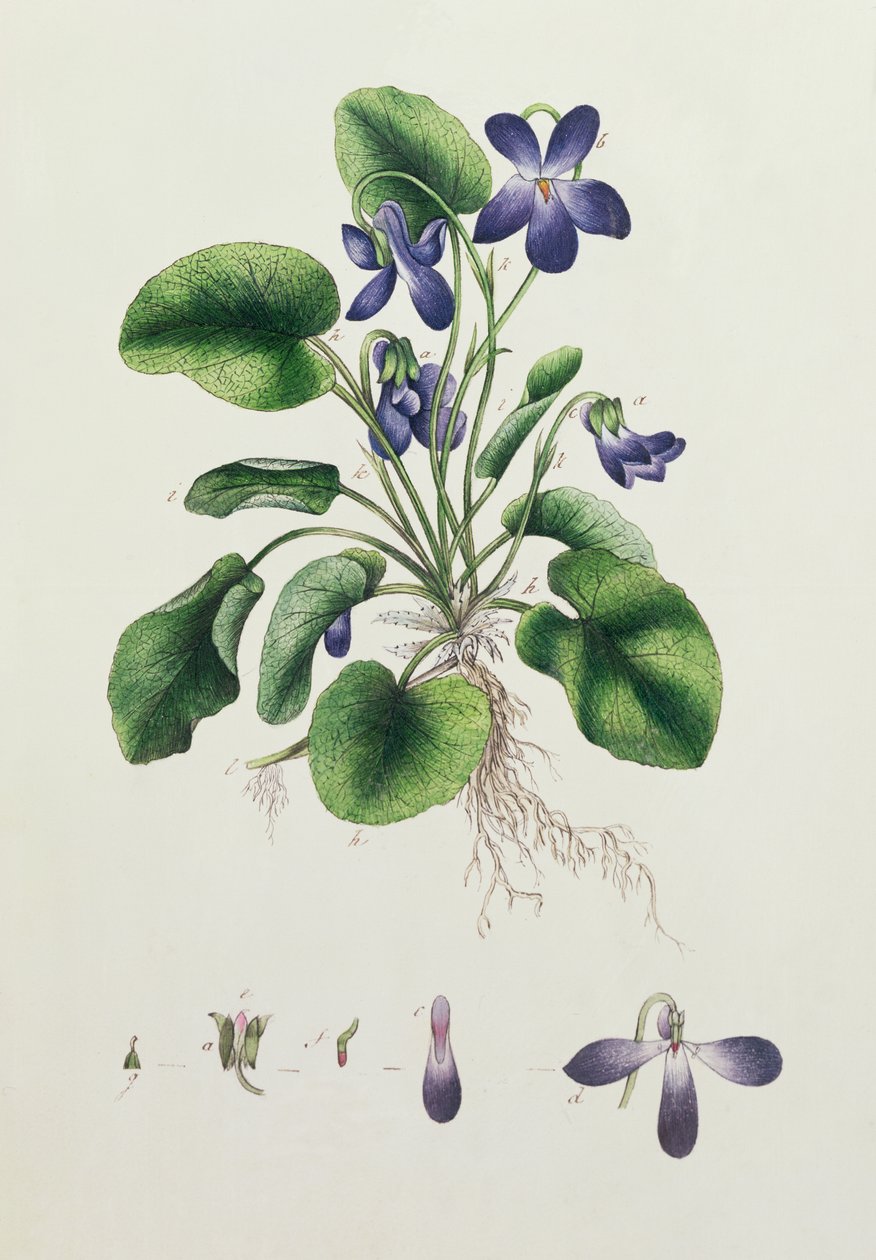 Violetas, página de um álbum de estudos botânicos c.1830 de English School