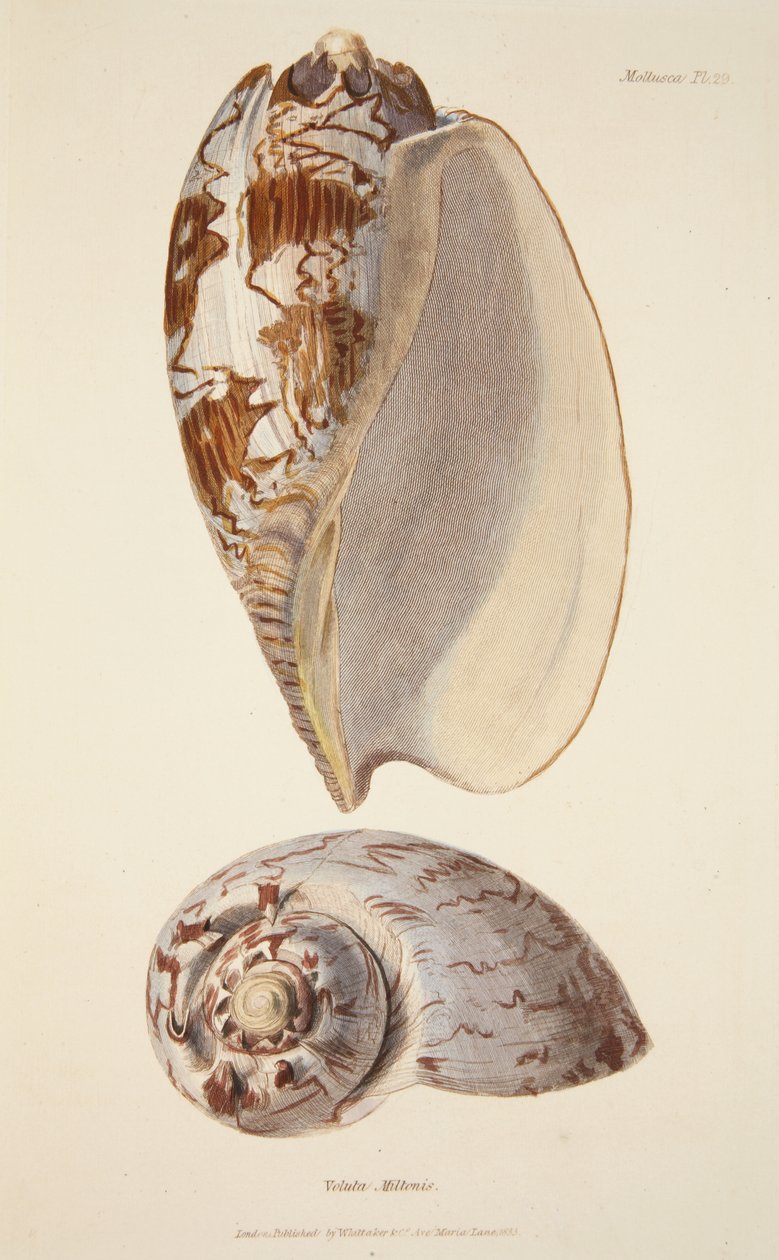 Voluta Miltonis, de The Mollusca e Radiata, pub. 1833 (gravura colorida à mão) de English School