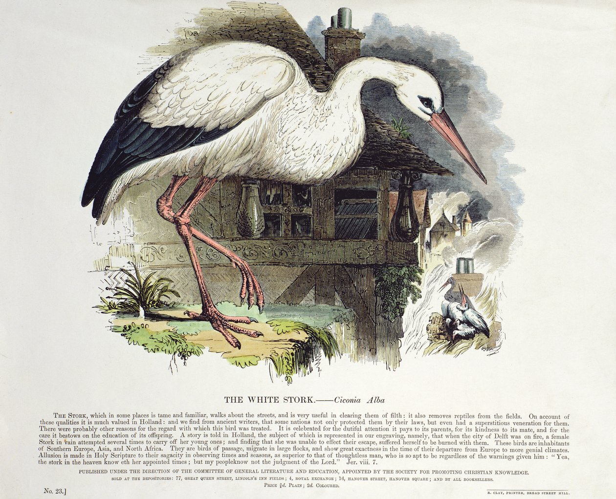 Cegonha-branca (Ciconia Alba) de English School