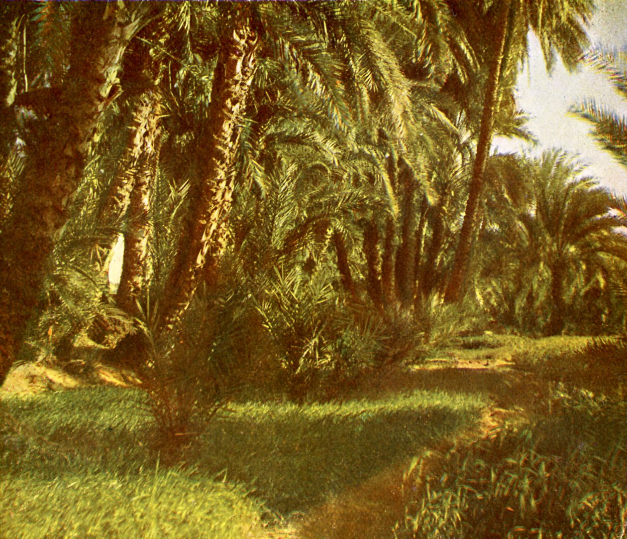 Um bosque de palmeiras na Ilha Elefantina, Egipto. de English Photographer